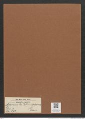 Navicula schmidtiana Grun. (de-Toni-Nr.: Genus 1, Species 392) Zeichnungen Sammlung Grunow Mappe 00357 (Herbarium_W_Grunow_drawings_Folder_00357)